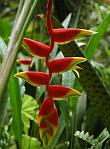 Pendent Heliconia